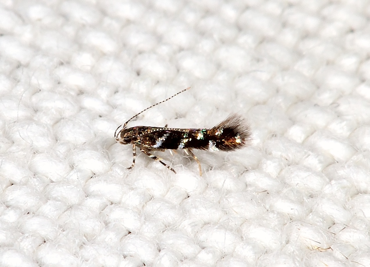 Gelechiidae